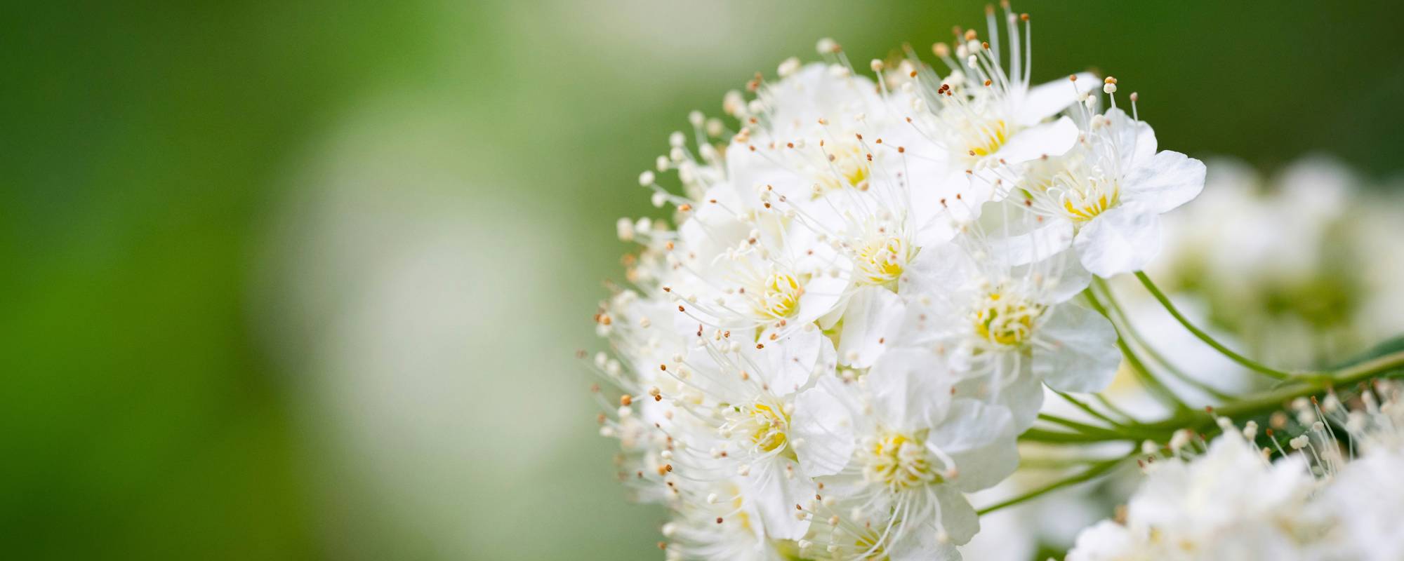 Per Ake Adolfsson Ianj1d Oia4 Unsplash