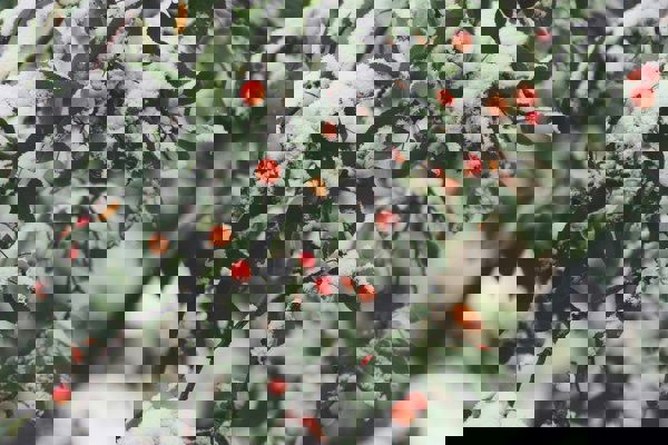 Julmys, 14 december
